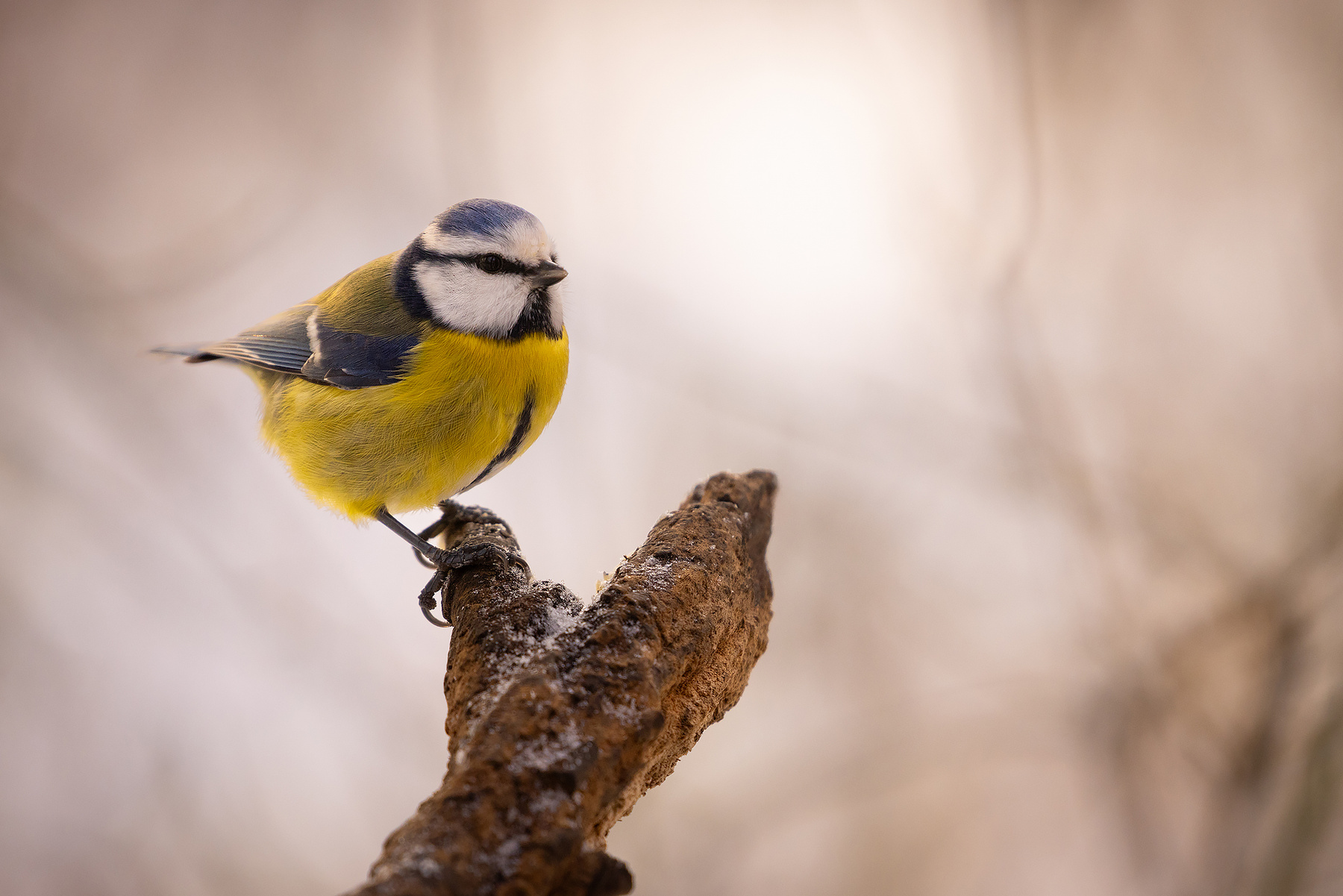 Titmouse 