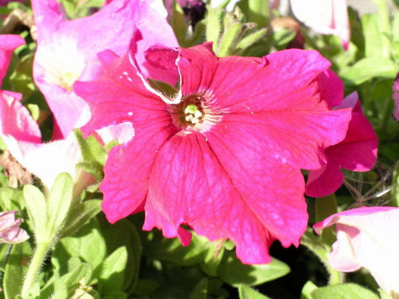 Makro Flower 