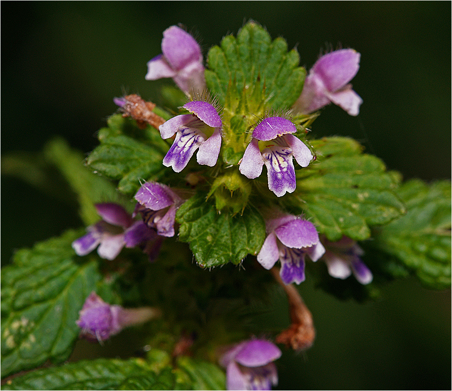Пикульник Galeopsis bifida Lamiaceae Пикульник двунадрезанный выемчатогубый двурасщеплённый Жабрей растение цветки