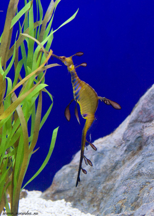 Сингапурский океанариум. Sea Dragon sea dragon, Сингапур