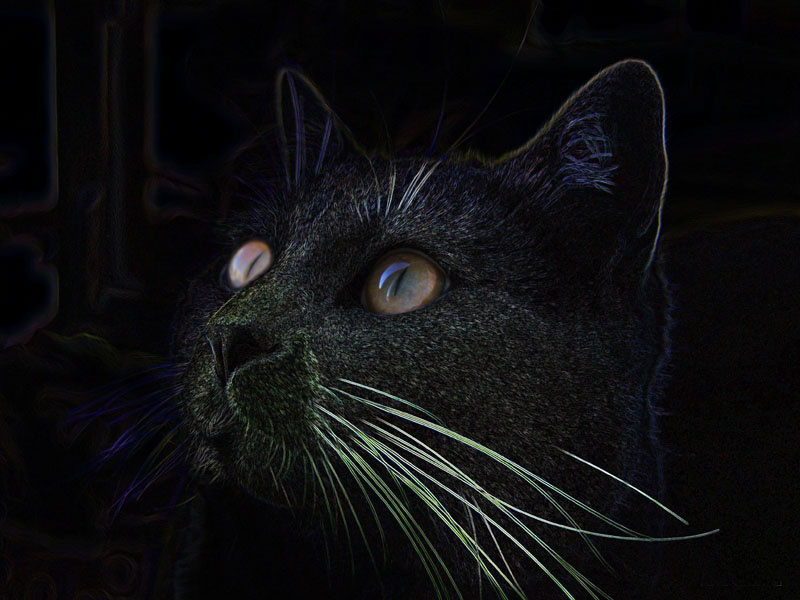Кот с глазами кот глаза