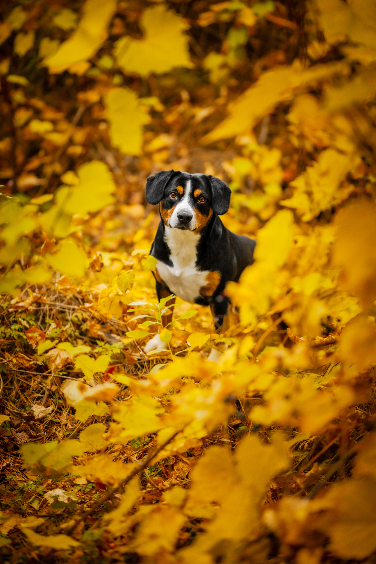 Autumn colors. Satoshi FRESH ENERGY Satoshi FRESHENERGY
