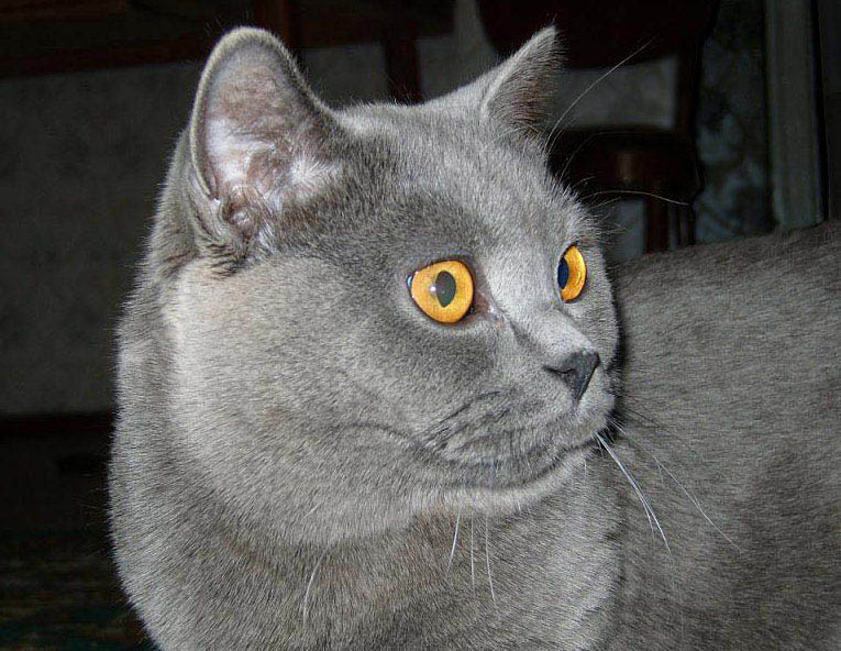 Плюшевый Кот Тишка британец