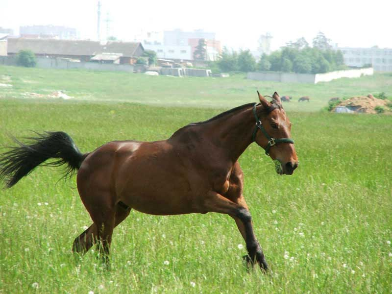 конь Лошадь