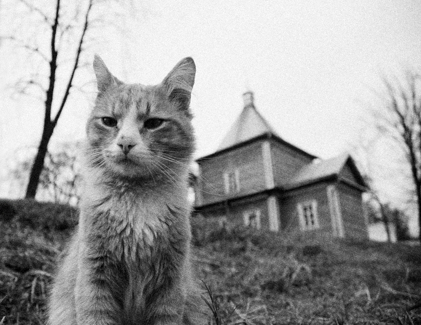 Монастырский кот 