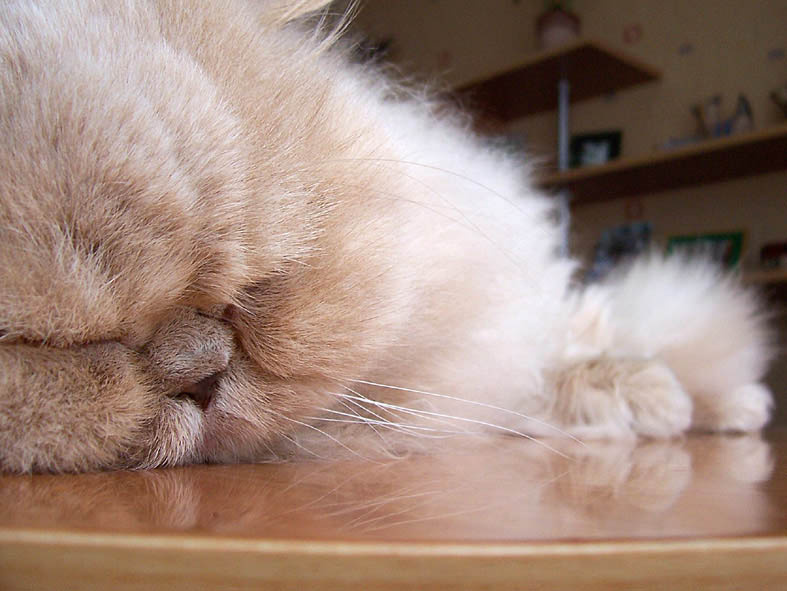 Персик кот домашние животные персик
