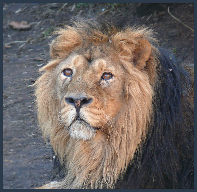Портрет скучающего льва Лев, Panthera leo,Индийский (азиатский) подвид льва, P. leo persica