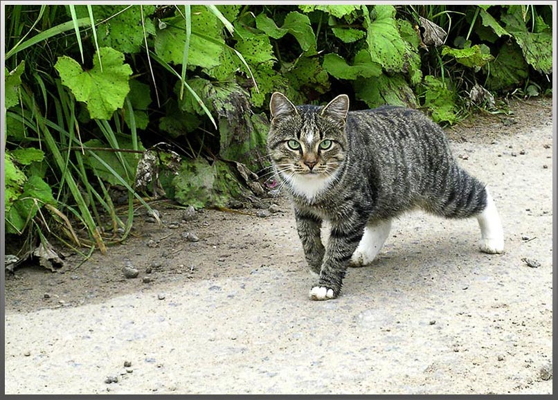 Зеленоглазый... Кот зеленоглазый дорога