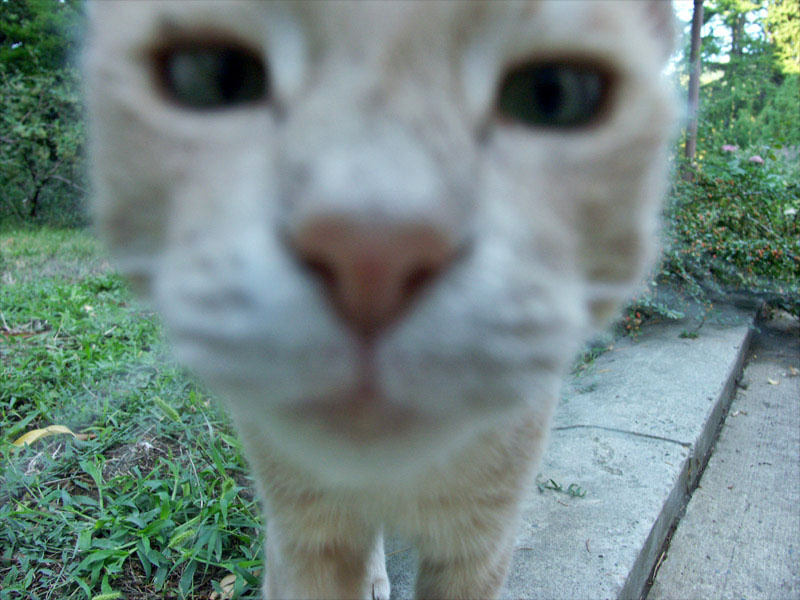 * * * Кот фокус
