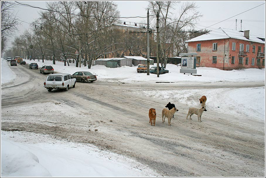 Свадьбе было места мало... март собаки