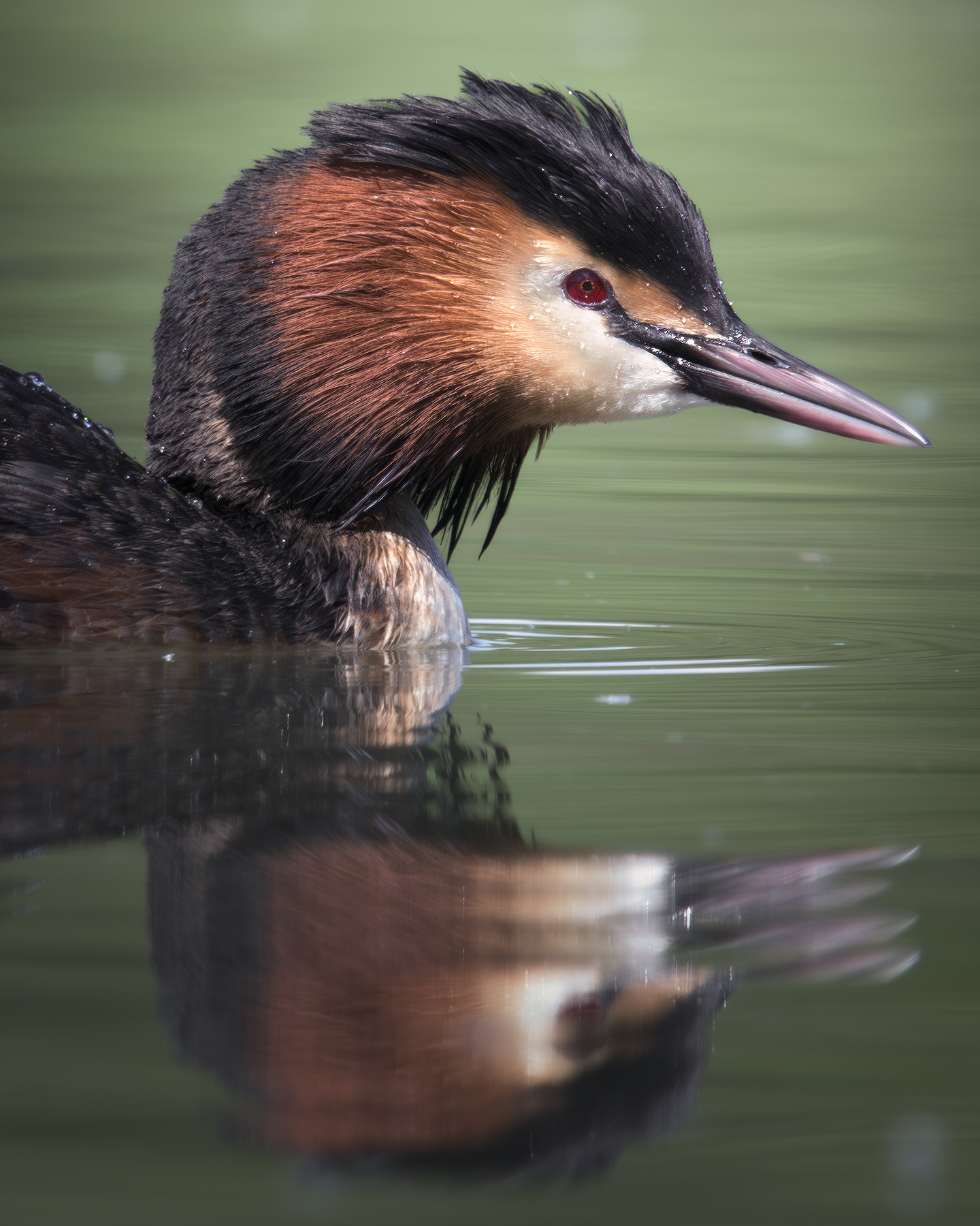 Чомга (Podiceps cristatus) 