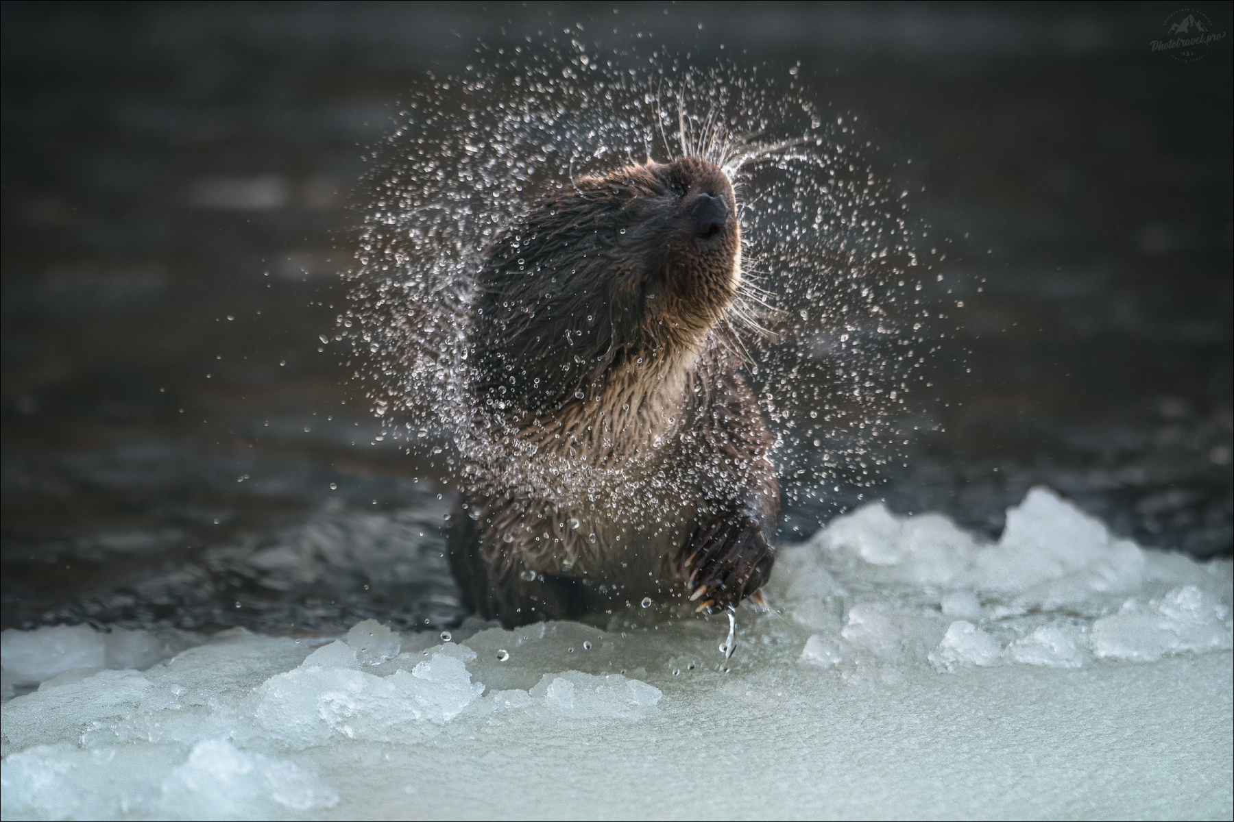 Я отряхнулся посмотреть .. выдра Красный Бор фотоохота в Беларуси otter