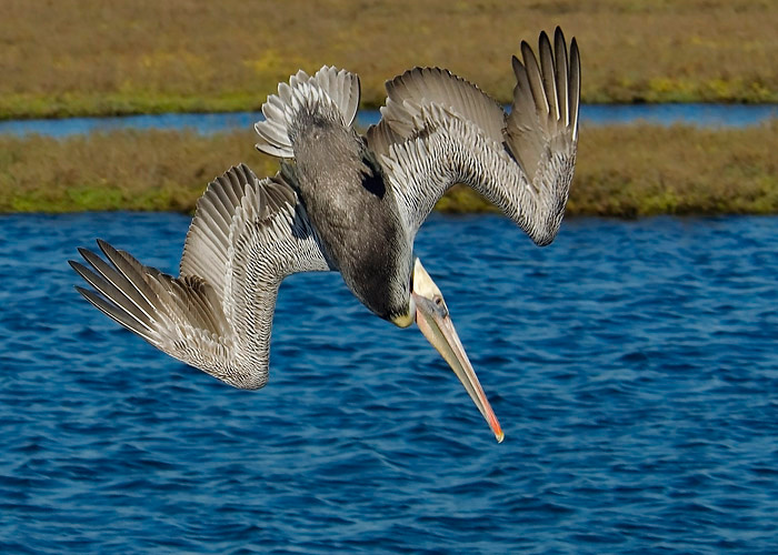 Dive 2 pelican