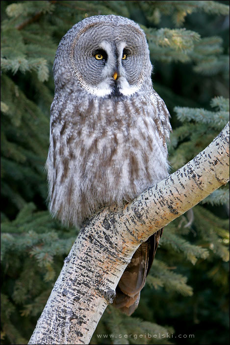 owl owl bird
