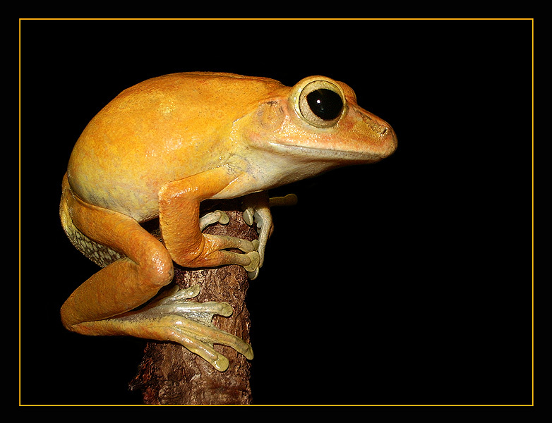 Калиф на час червонный самородок Polypedates leucomystax
