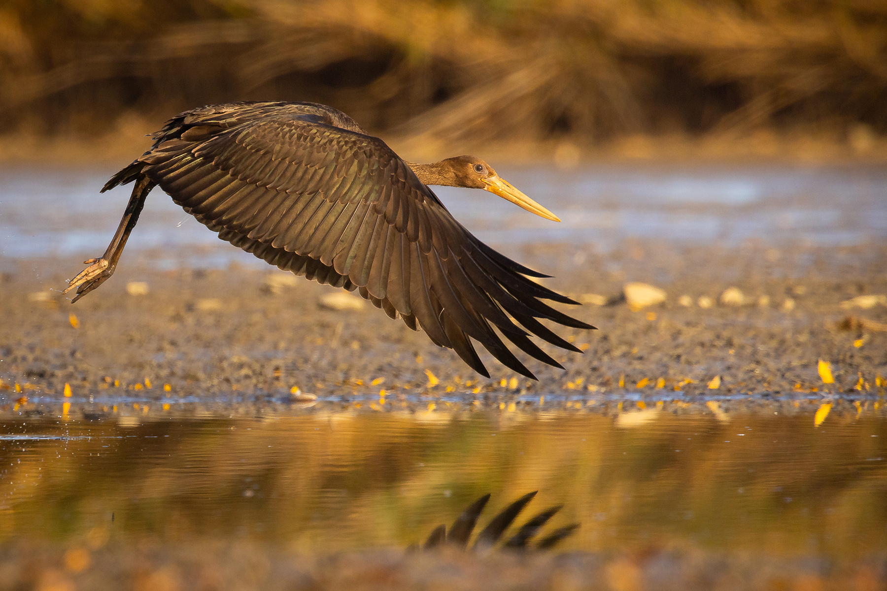 Black stork 