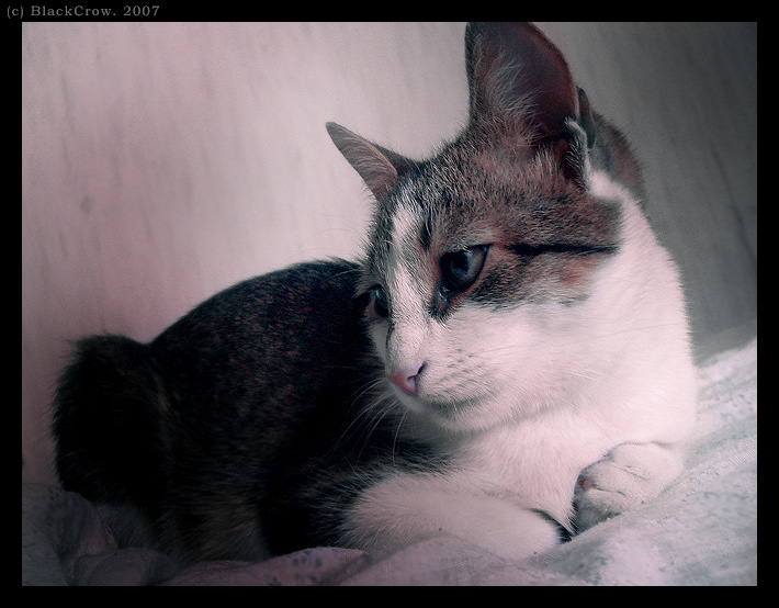 #4 Взгляд Изнутри кошка кошачье