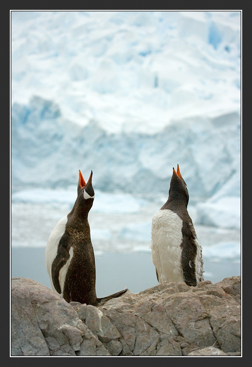 Дуэт Антарктика Антарктида Пингвин Gentoo