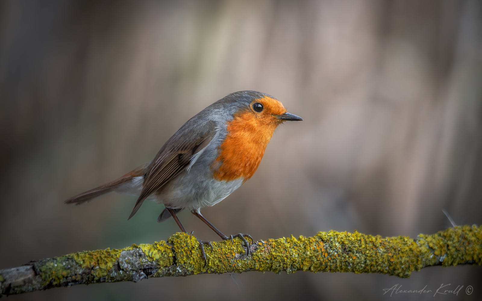 Красотуля зарянка малиновка erithacus rubecula