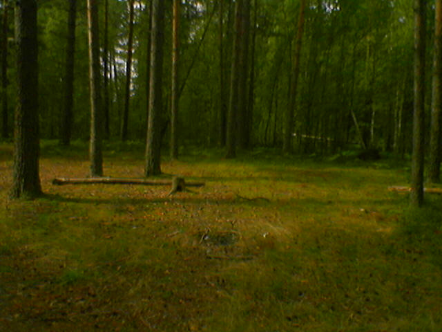 Лес 