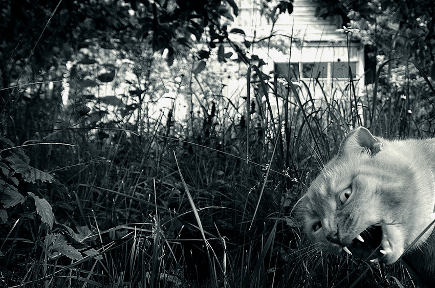Jeepers Creepers* каты бывают страшилками