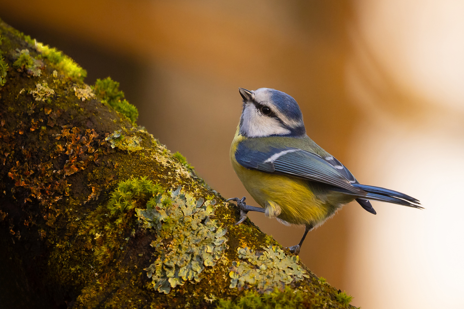 Titmouse 