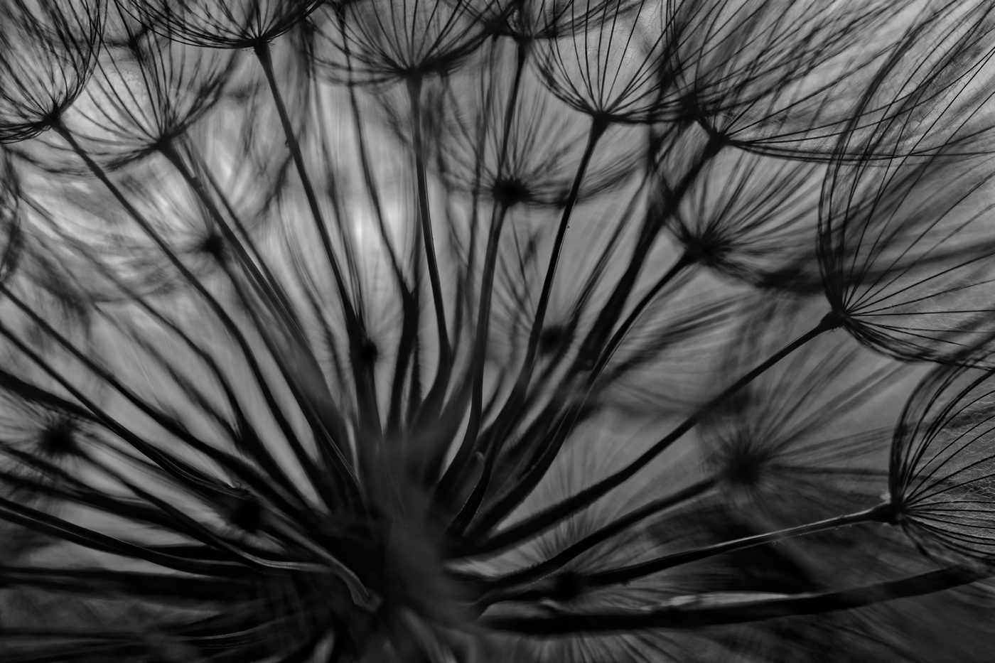 dandelion dandelion