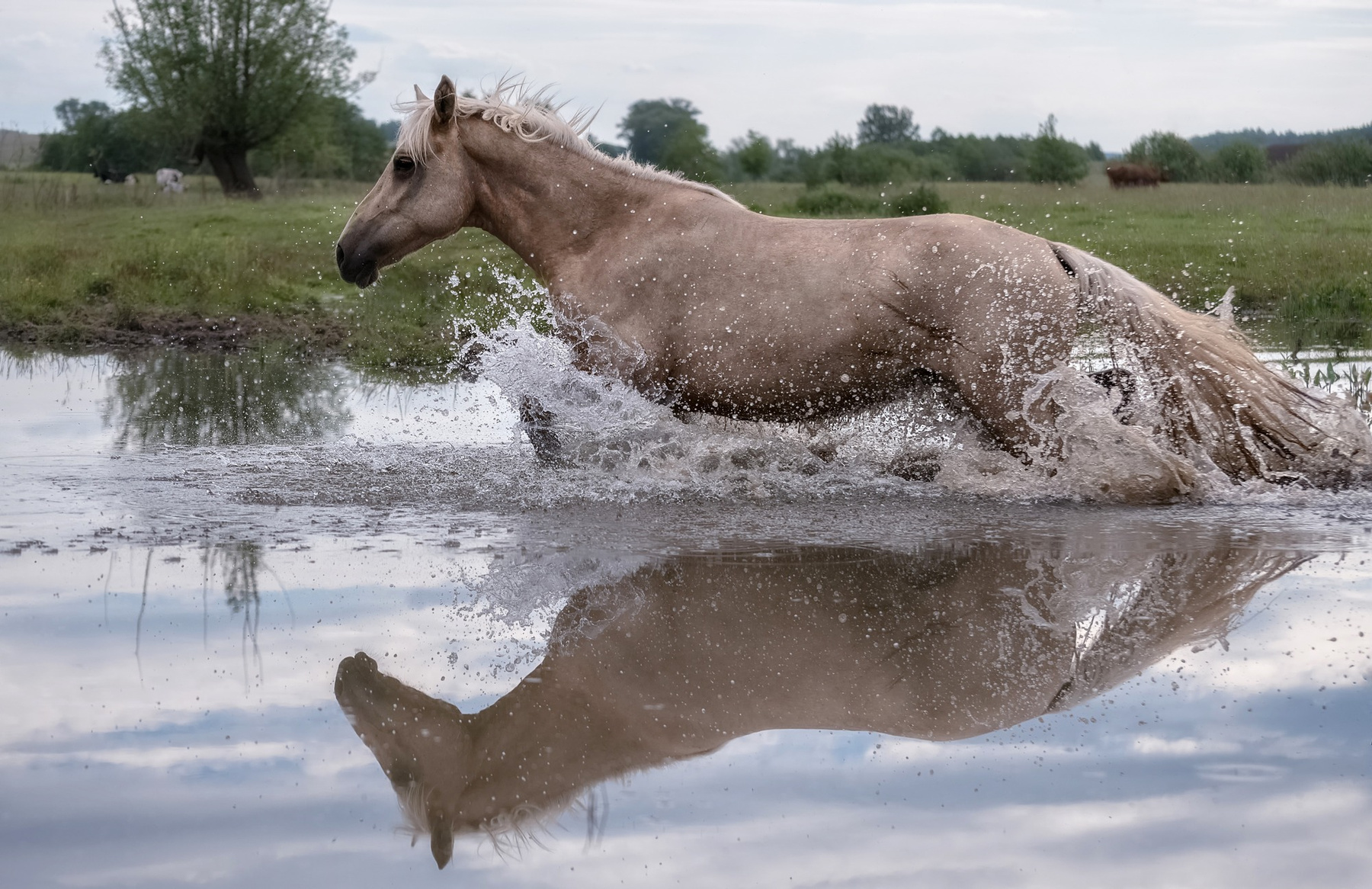 По воде.. лошади вода бег лето зной
