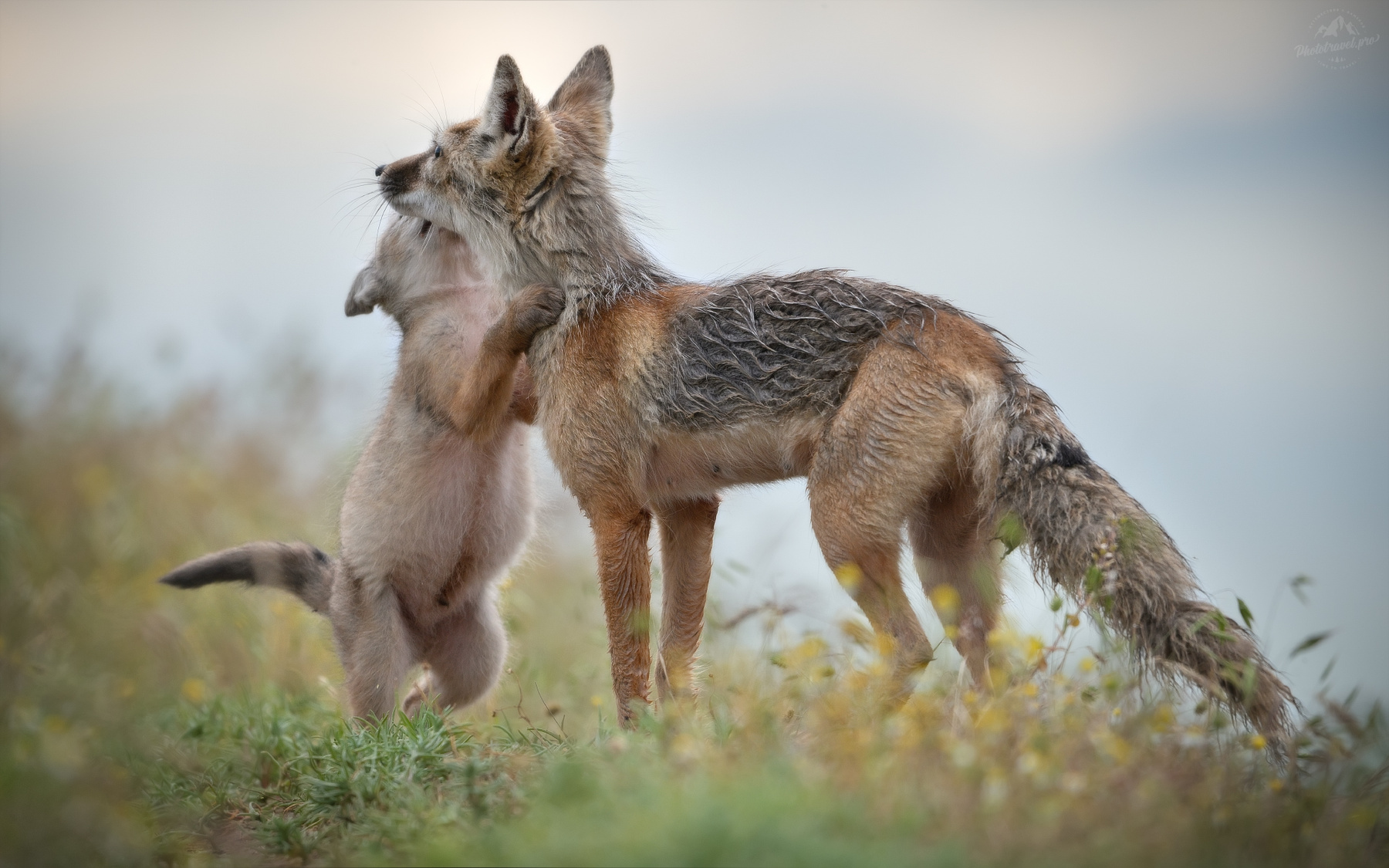 ПОДЛИЗА корсак степная лиса vulpes corsac