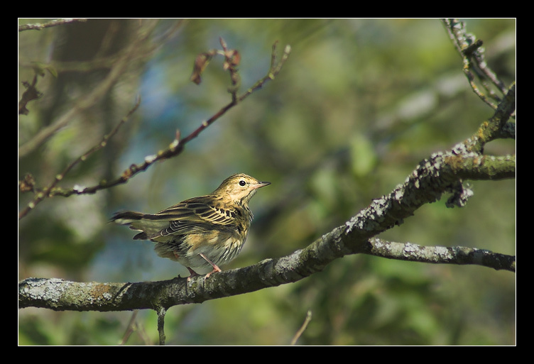 Лесной конек лесной конек anthus trivialis tree pipit