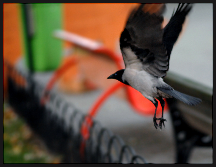 Мимолетность2 серая ворона Corvus cornix