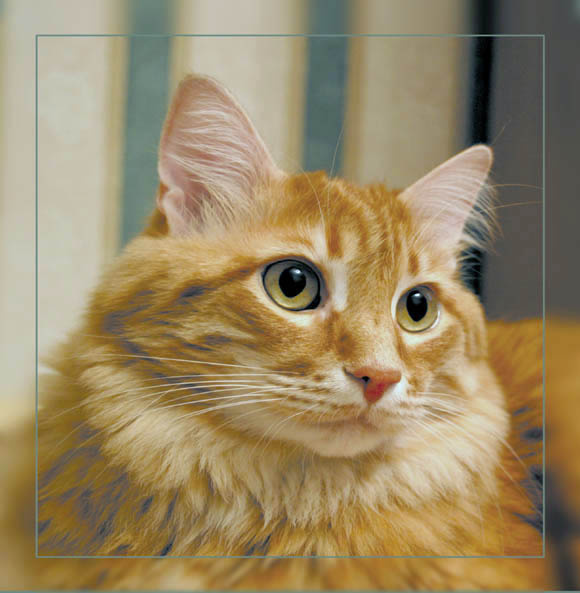 Любимец кот, взгляд