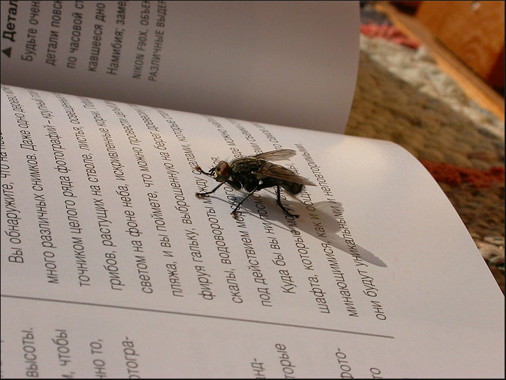 Приобщение к искьюсству муха книга Ли Фрост