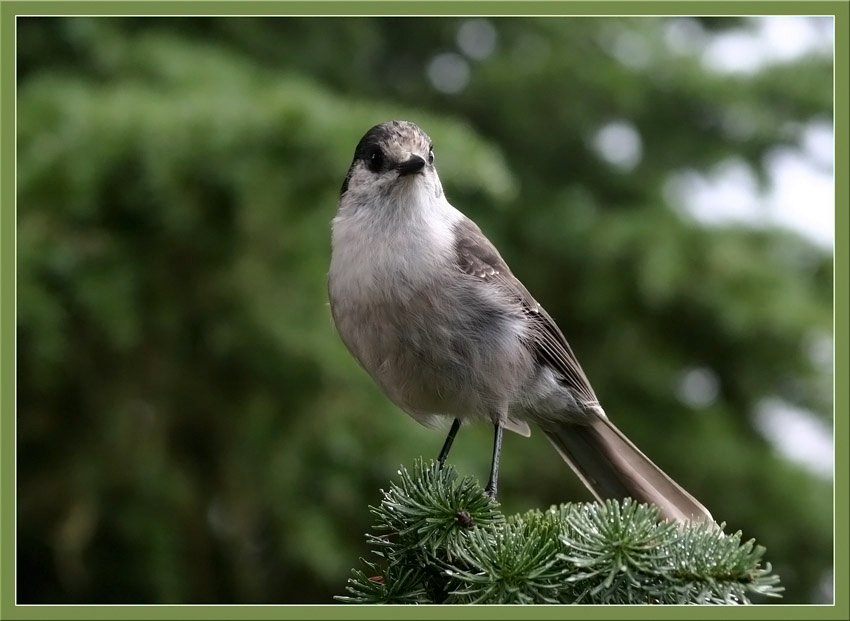 Позирущая сойка Канадская сойка Gray Jay