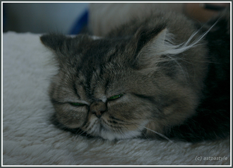 Grey-cat кот серый пушистый