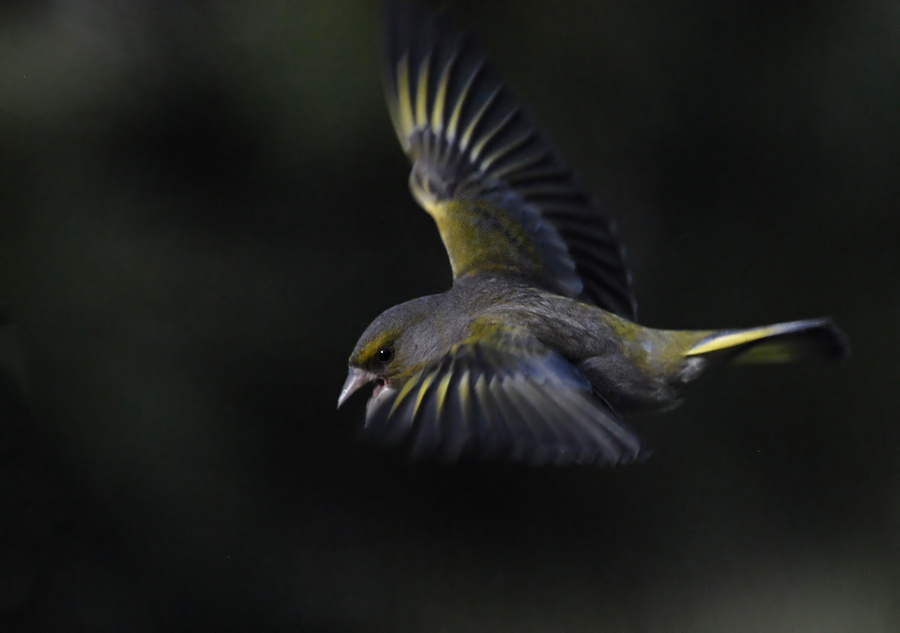 Ночной полет зеленушка, Greenfinch, Chloris chloris, ночной полет