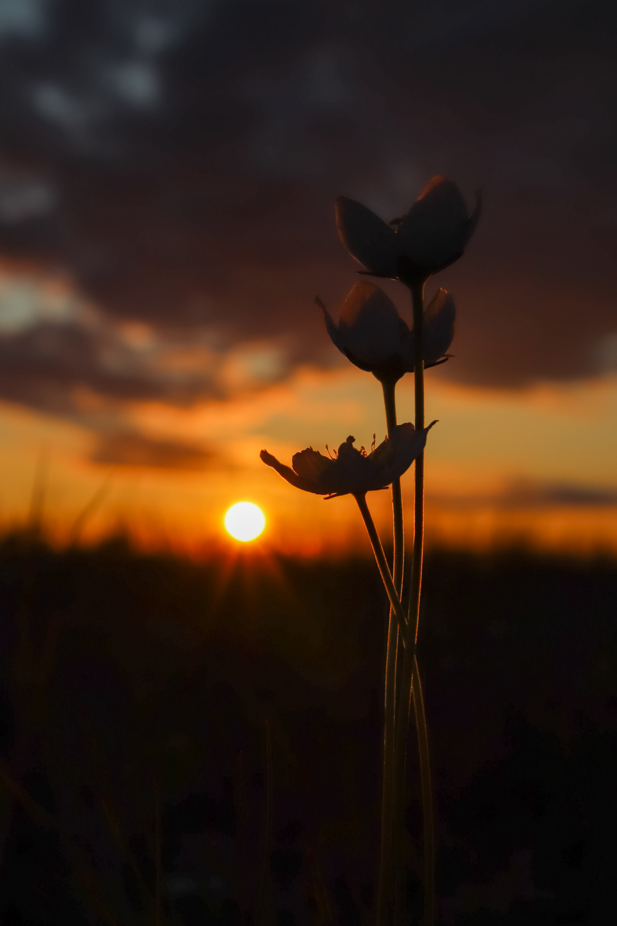 *** Закат солнце цветы sunset sun flower