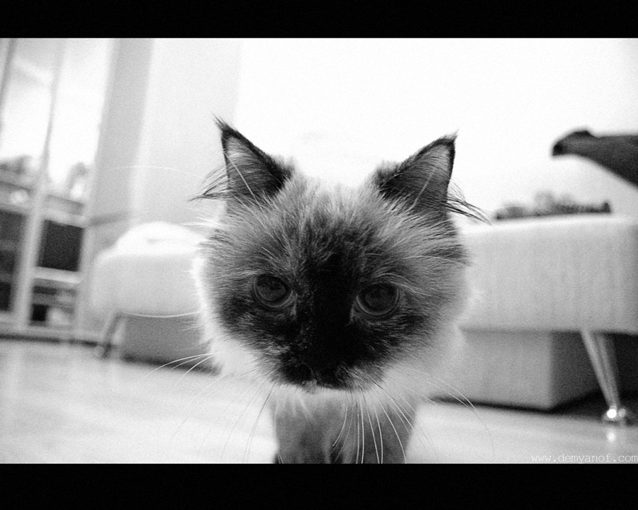 Гаф! кот
