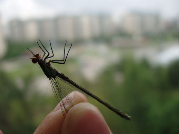 captured стрекоза