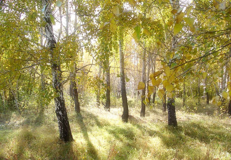 Березы.Свет 