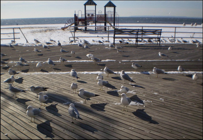 BRIGHTON BEACH BRIGHTON BEACH чайки