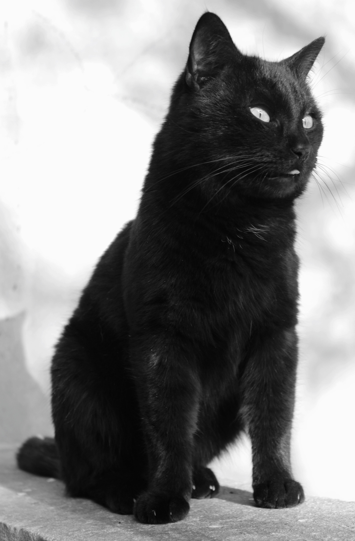 ***gatto nero 