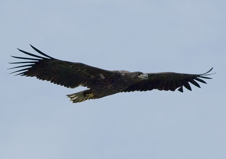 Орлан-белохвост Орлан-белохвост, White-tailed Eagle, Haliaeetus albicilla