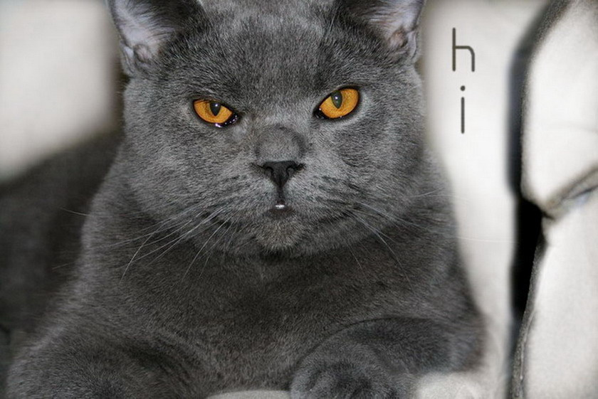 Archibald Archibald кот