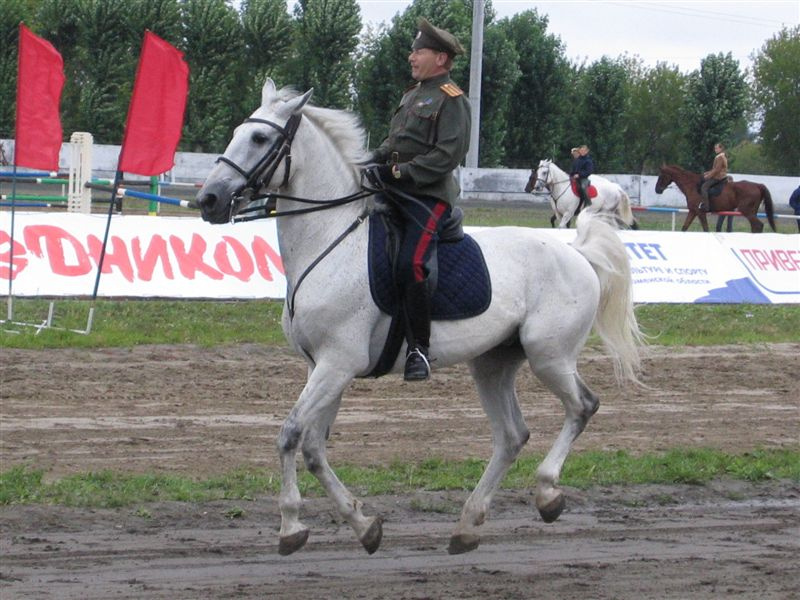 Не касаясь земли... лошадь, выездка, ипподром