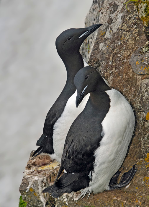 Кайры в апартаментах Thick-billed Murre, Uria aalge Остров Св. Георгия, о-ва Прибылова, Thick-billed Murre, St. George Island, the Pribilofs, Bering Sea, Alaska