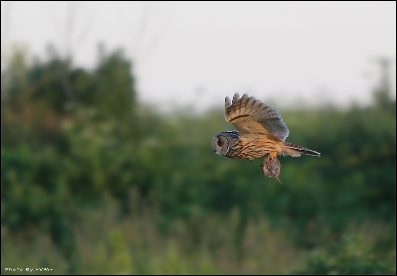 Flying Owl. 3D Action. 