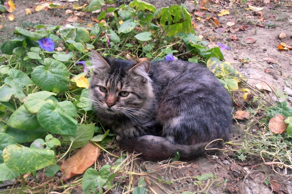 Кот Мура отдыхает в саду кошки