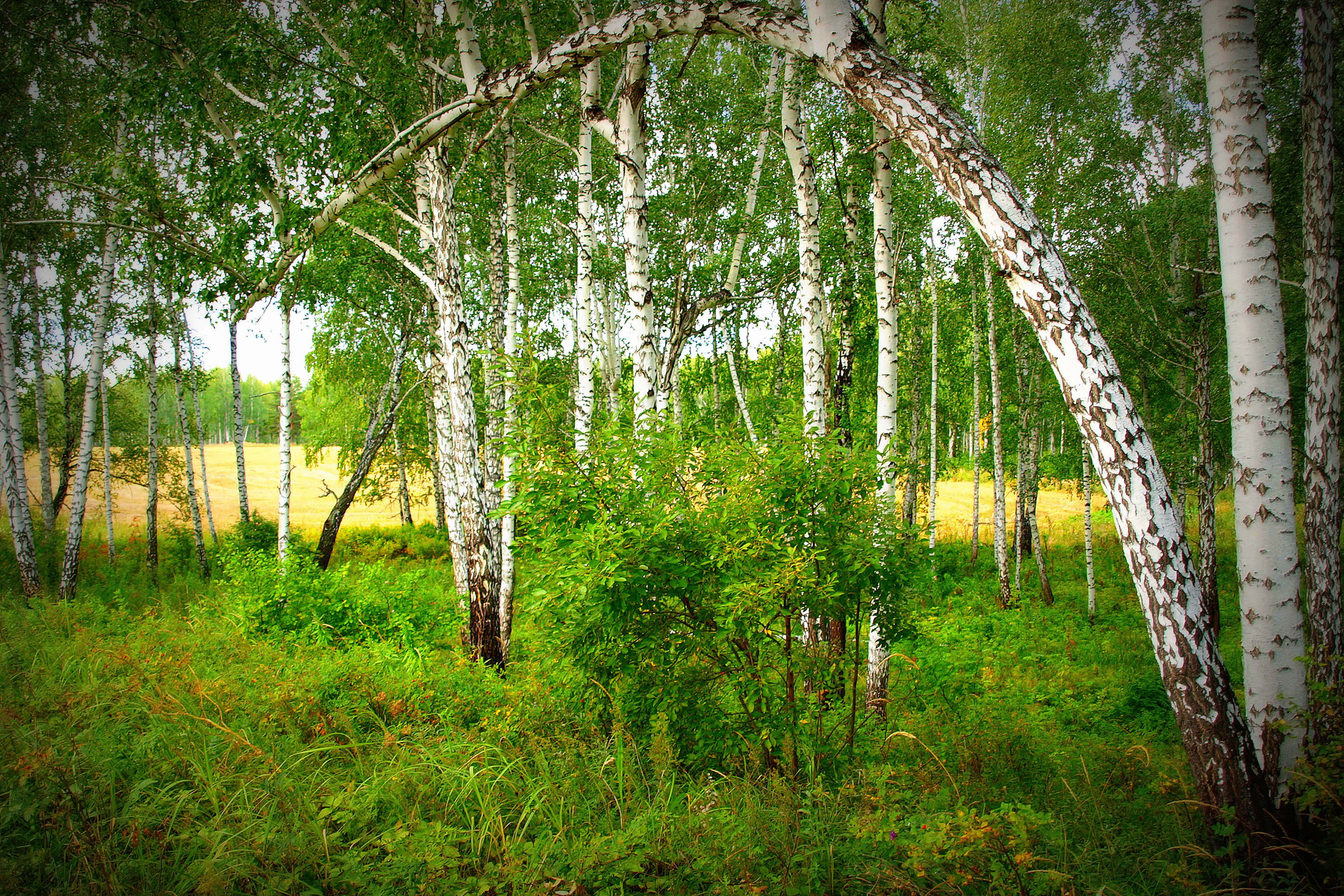 гибкий стан береза,небо,простор,лес,трава,зелень