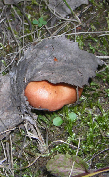 Спрятолся лист,гриб